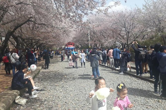 Jinhae Cherry Blossom and Busan Sunrise Tour From Seoul - Reviews and Testimonials