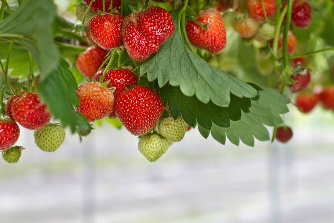 Nami Island & Strawberry Trip With the Garden & Opt. Alpaca World - Strawberry Picking Experience