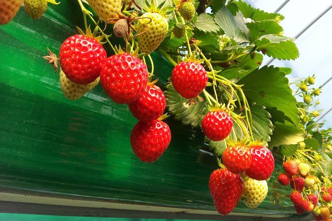 [Perfect Private Tour] Strawberry Farm & Nami Island & Lunch - Convenient Pickup and Drop-off