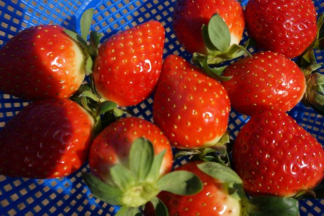 Strawberry Picking+Jam Making+Nami Island+Garden of Morning Calm Lighting Fest - Weather and Minimum Traveler Policy