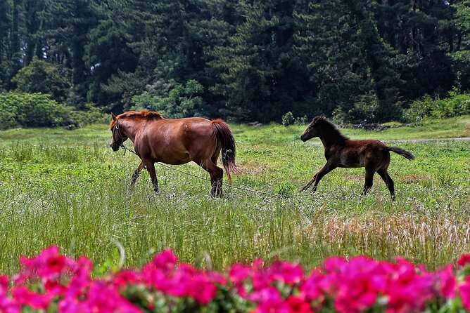 Jeju Island -Full Day Flexible Sightseeing Private (Guide Tour) - Traveler Accessibility and Notes