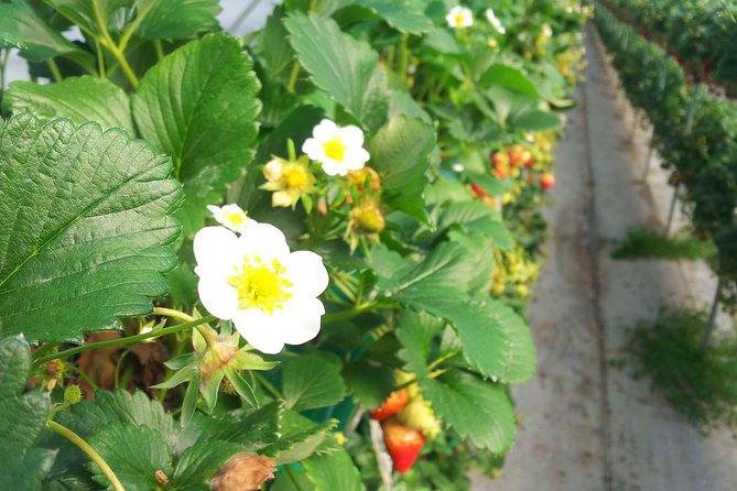 [Perfect Private Tour] Strawberry Farm & Nami Island & Lunch - Tour Logistics and Accessibility