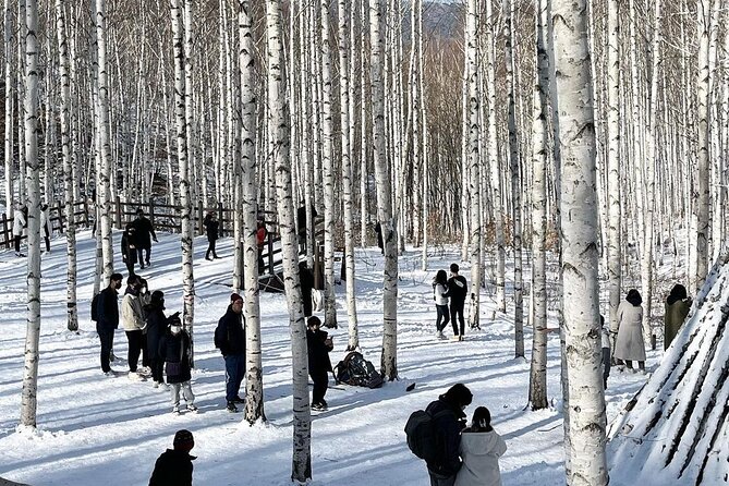 Wondae-ri Birch Forest and Inje Maebawi Ice Wall Full-Day Tour - Booking and Pricing Details