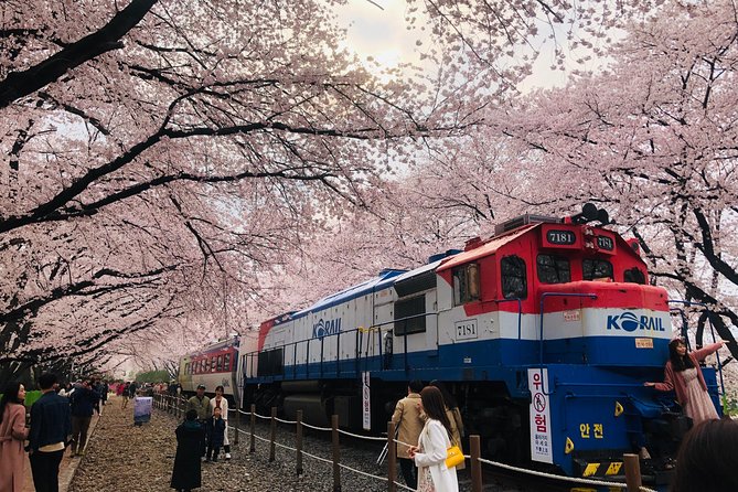 Jinhae Cherry Blossom and Busan Sunrise Tour From Seoul - What to Bring and Prepare