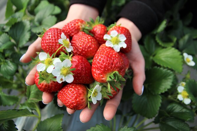 Strawberry & Eobi Valley Tour With Nami Island or Sled Option - Pre-Tour Essentials and Reminders