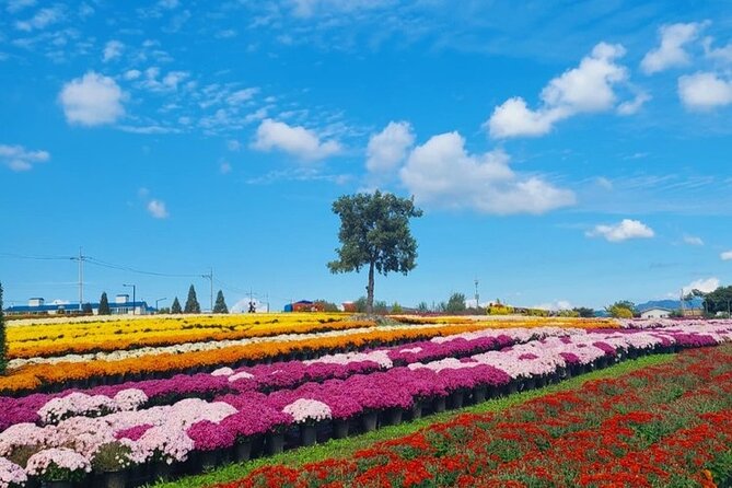 Yeoncheon Chrysanthemum Festival - Pyeongtaek Departure - Tour Schedule and Itinerary