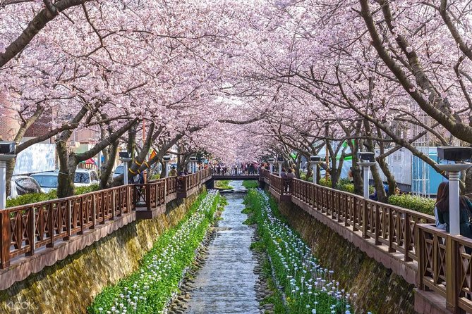 The Beauty of the Korea Cherry Blossom Discover 9days 8nights - Preparing for Your Korea Getaway