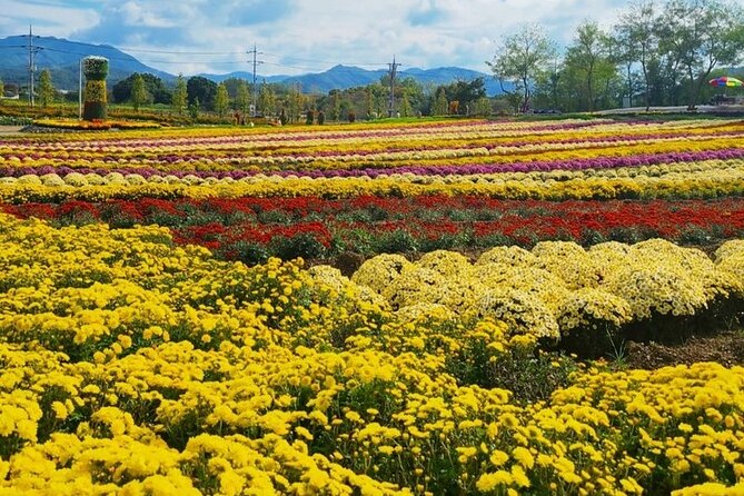 Yeoncheon Chrysanthemum Festival - Pyeongtaek Departure - Traveler Requirements