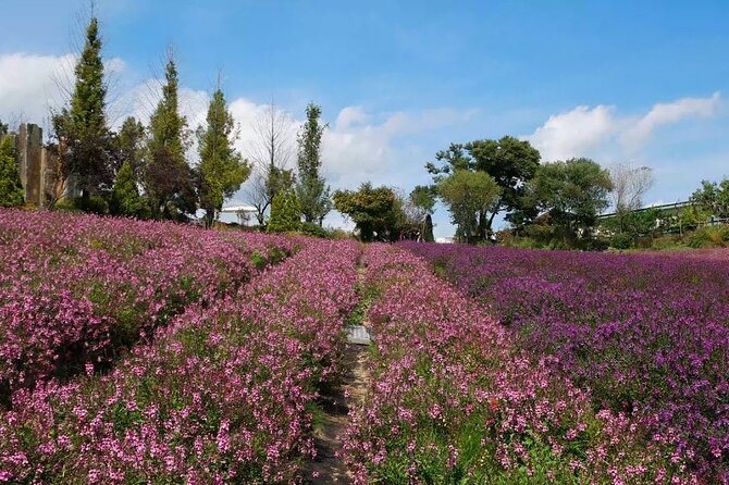 Farm Tour With Korean BBQ in Yeoncheon From Pyeongtaek