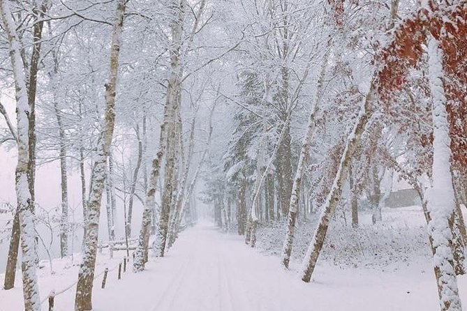 [ Full Day Private Tour ] Nami Island and Petite France - Logistics and Transportation