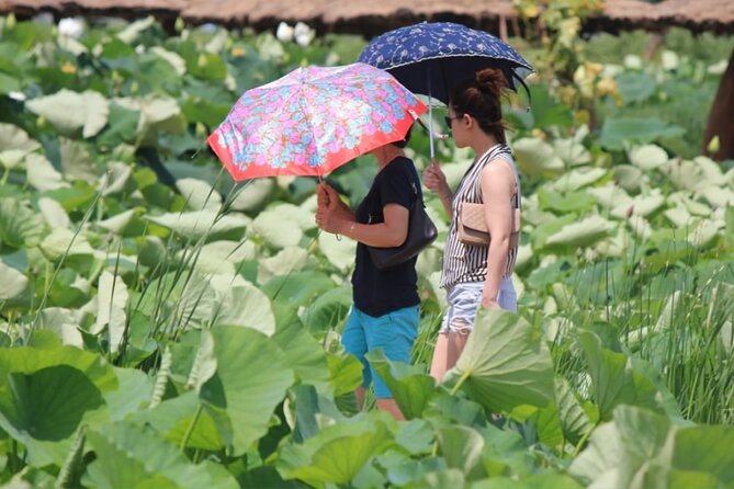 Lotus Flowers and Sunflower Field Tour From Busan