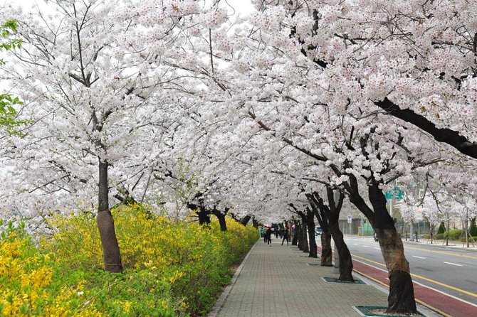 Spring 3 Days Seoul & Mt Seorak Cherry Blossom With Nami Island on 7 to 14 Apr