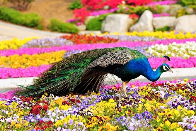 Beartree Park With Admission Ticket to Arboretum in Sejong - Park Rules and Regulations