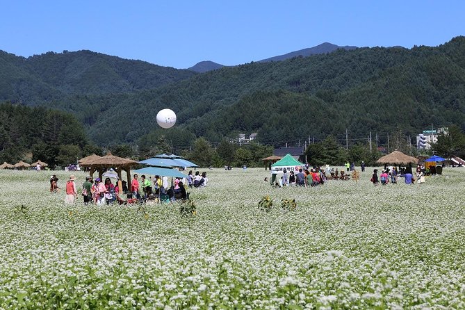 Bongpyeong Buckwheat Flower Festival + Pyeongchang Zinnia Festival - Tour Highlights and Inclusions