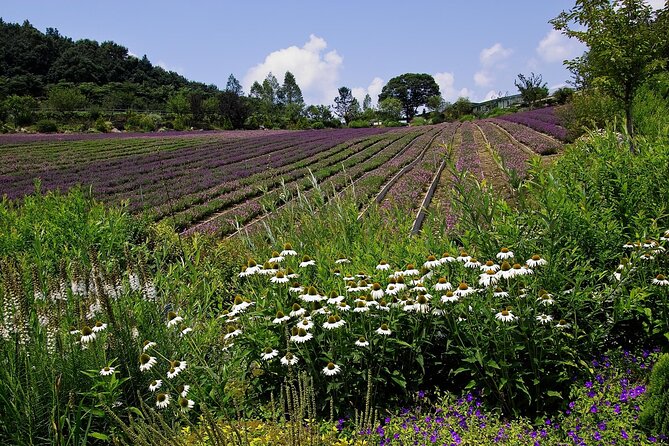 Farm Tour With Korean BBQ in Yeoncheon From Pyeongtaek - What to Expect on Tour