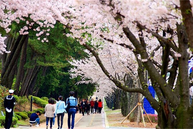 Full-Day Jinhae Cherry Blossom Festival Private Tour - What to Expect