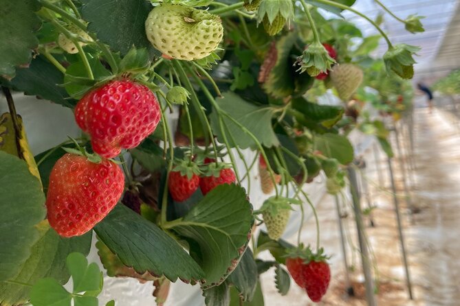 Half-Day Strawberry Picking Tour in Eobi and Nami - Important Safety Reminders