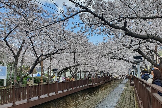 Jinhae Cherry Blossom Festival Tour - Cancellation and Refund Policy