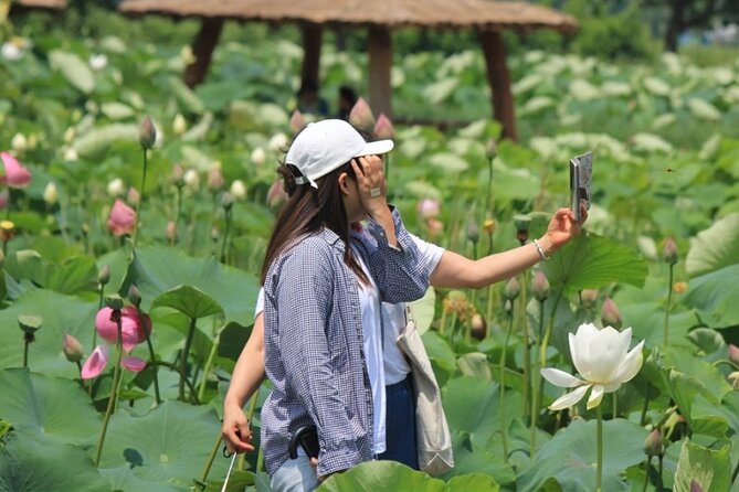 Lotus Flowers and Sunflower Field Tour From Busan - Essential Tour Information