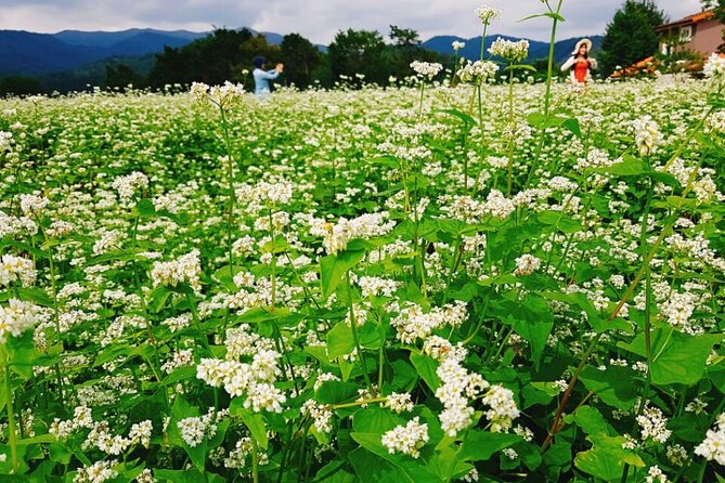 Bongpyeong Buckwheat Flower Festival + Pyeongchang Zinnia Festival - What to Expect and Experience