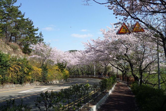 Cherry Blossom Tour in Busan and Jinhae From Busan - Cancellation and Refund Policy