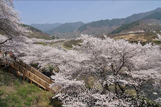 Full-Day Hadong, Gwangyang, Cherry Blossom, Green Tea Fields Private Tour - What to Expect on the Tour