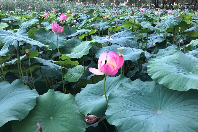 Lotus Festival in Buyeo and Jeonju Hanok Village Tour From Seoul - Itinerary and Schedule