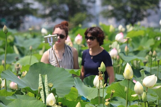 Lotus Flowers and Sunflower Field Tour From Busan - What to Expect and Prepare