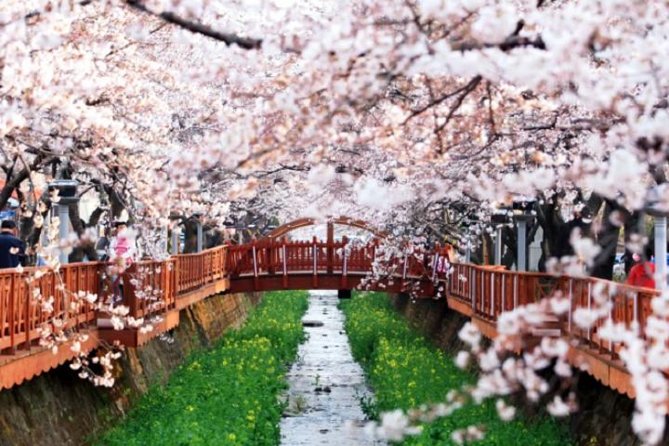 Spring 5 Days Cherry Blossom Jeju&Busan&Jinhae&Gyeongju on 31 Mar to 10 Apr - Travel and Accommodation Info