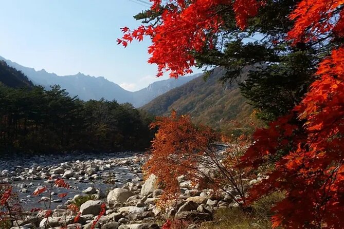 Autumn Limited: Seoraksan X Maple Mountain Cable Car Tour - Experience Highlights and Itinerary