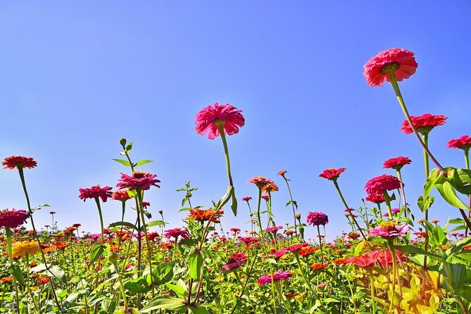 Bongpyeong Buckwheat Flower Festival + Pyeongchang Zinnia Festival - Making the Most of Your Day