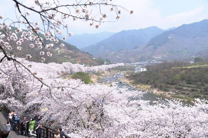 Full-Day Hadong, Gwangyang, Cherry Blossom, Green Tea Fields Private Tour - Tour Pricing and Discounts