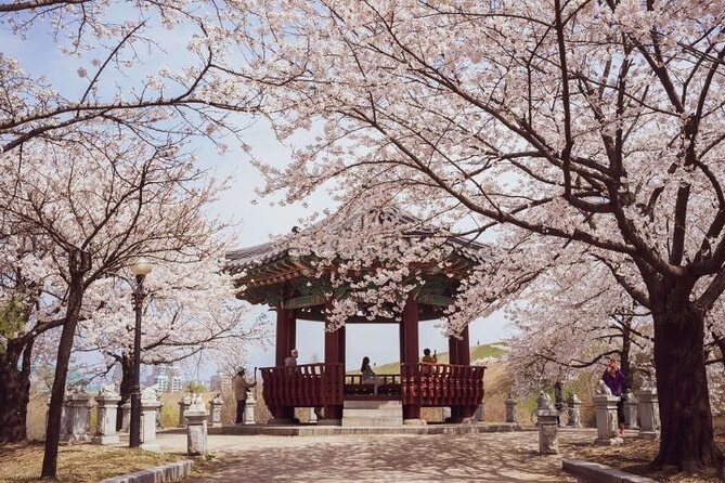 Full-Day Jinhae Cherry Blossom Festival Private Tour - Transportation and Safety