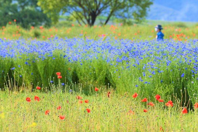 Lotus Flowers and Sunflower Field Tour From Busan - Inclusions and Extras