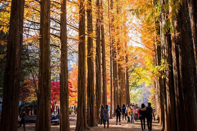 Nami Island & Happy Together's Chowon Garden & Panorama Field & Morning Calm Arboretum & Petite France - Booking and Pricing Details