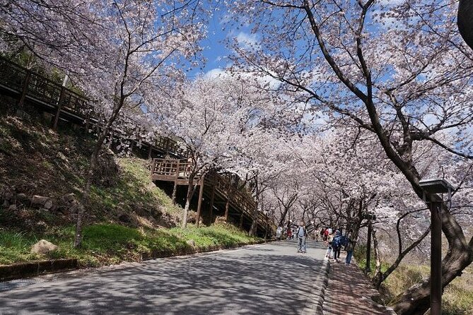 Full-Day Hadong, Gwangyang, Cherry Blossom, Green Tea Fields Private Tour - Important Notes and Reminders