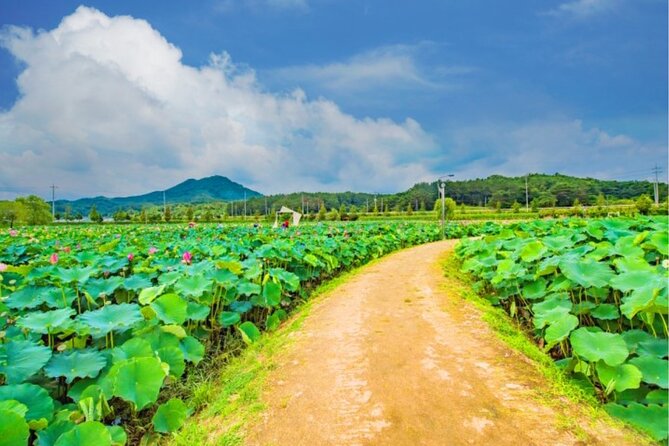 Lotus Flowers and Sunflower Field Tour From Busan - Cancellation and Refund Policy