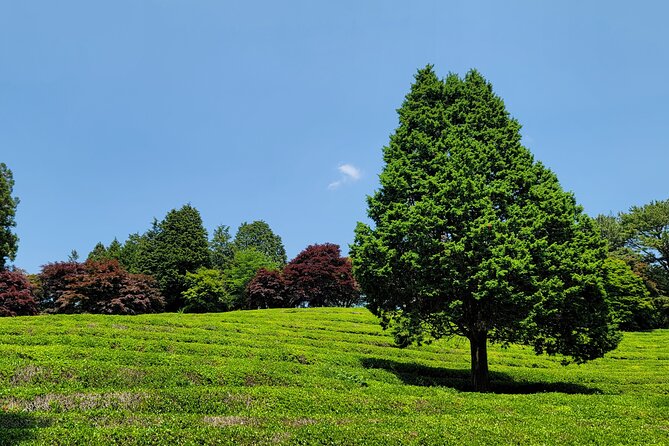 Boseong Tea Plantation & Suncheon National Garden[Train+Bus] - Booking and Cancellation Policies