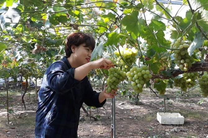 Full-Day Korean Orchard Tour With Lunch[Depart From Busan] - Physical Demands and Restrictions