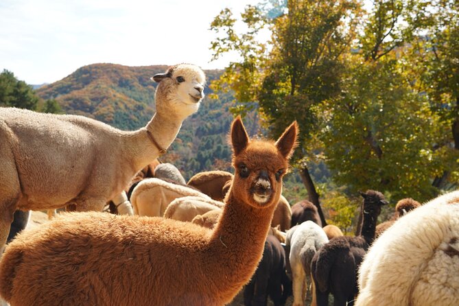 Full-Day Legoland and Alpaca World Guided Tour From Seoul - Traveler Requirements and Rules