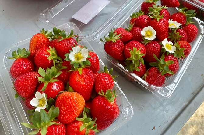 Half-Day Strawberry Picking Tour in Eobi and Nami - What to Expect on Tour