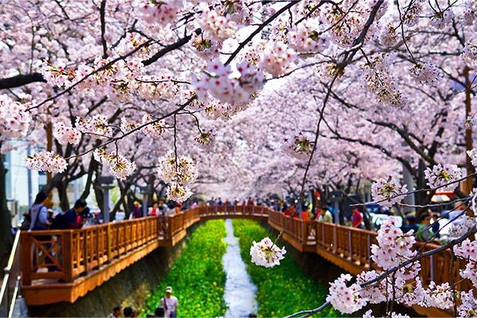 Spring 5 Days Cherry Blossom Jeju&Busan&Jinhae&Gyeongju on 31 Mar to 10 Apr - Booking and Requirements