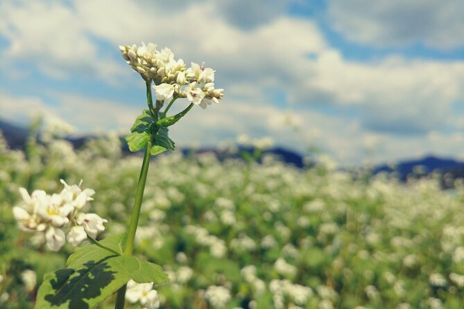 Bongpyeong Buckwheat Flower Festival + Pyeongchang Zinnia Festival - Just The Basics