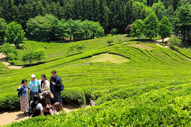 Boseong Tea Plantation & Suncheon National Garden[Train+Bus] - Just The Basics