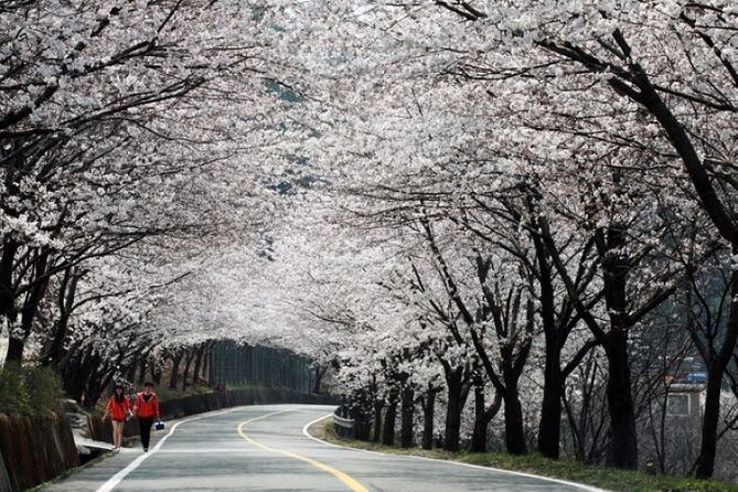 Full-Day Hadong, Gwangyang, Cherry Blossom, Green Tea Fields Private Tour - Just The Basics