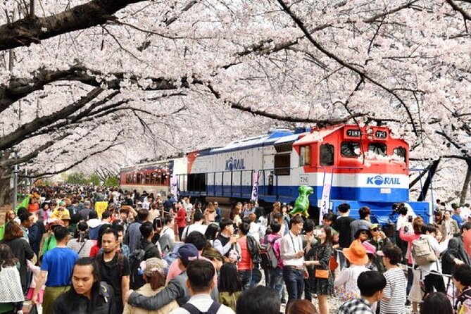 Full-Day Jinhae Cherry Blossom Festival Private Tour - Just The Basics