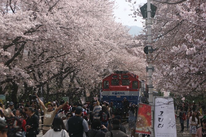 Jinhae Cherry Blossom Festival Tour - Just The Basics