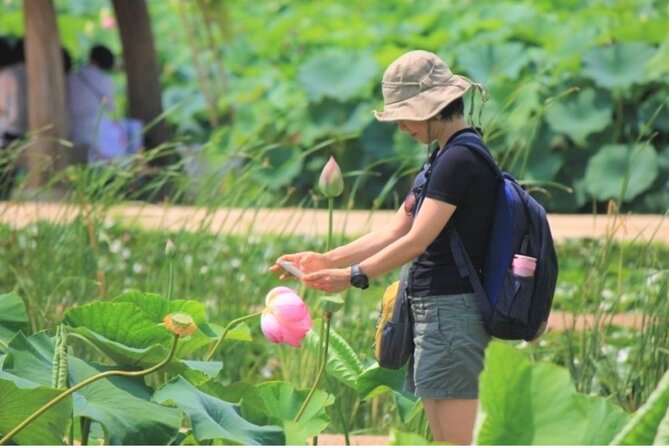 Lotus Flowers and Sunflower Field Tour From Busan - Just The Basics