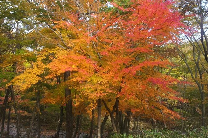 Jeju Island Private Taxi Tour: Mt. Hallasan and Waterfalls