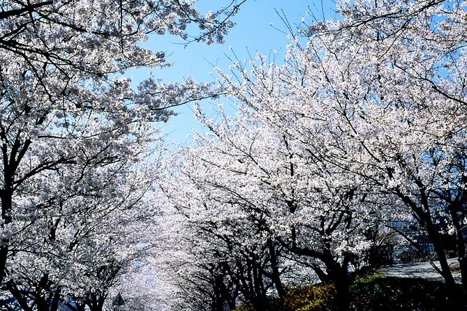 The Beauty of the Korea Cherry Blossom Discover 11days 10nights - Tour Essentials and Inclusions